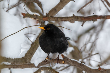 Blackbird (Turdus merula)