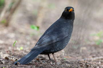 Blackbird (Turdus merula)