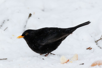 Blackbird (Turdus merula)