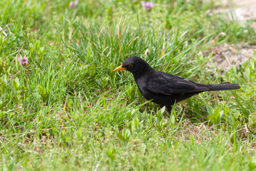 Blackbird (Turdus merula)