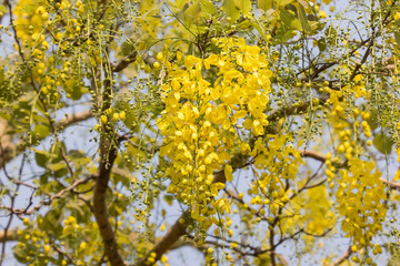 Small Yellow Flower or Cassia fistula flower