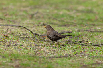 Blackbird (Turdus merula)