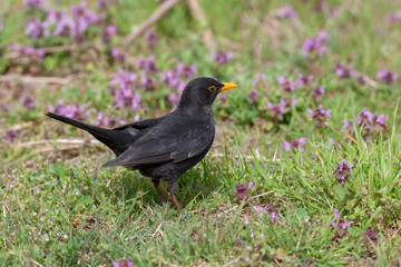 Blackbird (Turdus merula)