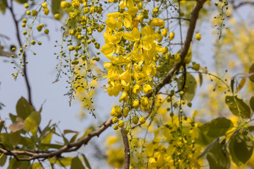 Small Yellow Flower or Cassia fistula flower