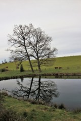 Paysage de campagne.(Corrèze)