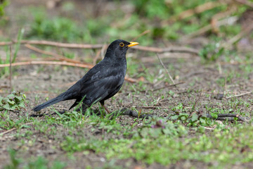 Blackbird (Turdus merula)