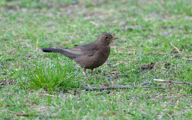 Blackbird (Turdus merula)