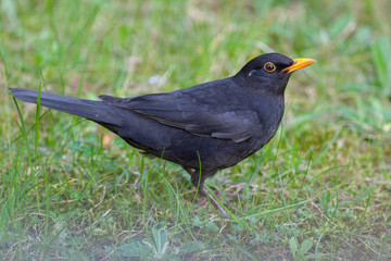 Blackbird (Turdus merula)