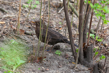Naklejka na ściany i meble Blackbird (Turdus merula)