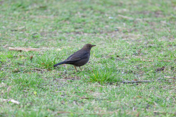 Blackbird (Turdus merula)