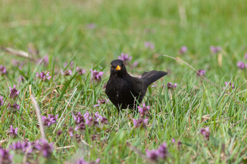 Blackbird (Turdus merula)