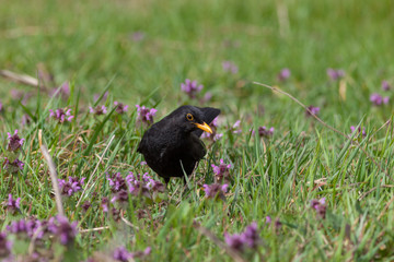Blackbird (Turdus merula)