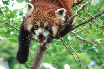 Little red panda resting on a tree