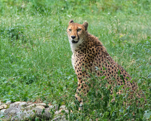 cheetah portrait, beautiful mammal animal, endangered carnivore
