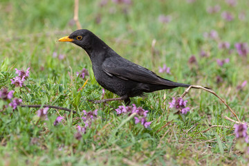 Blackbird (Turdus merula)