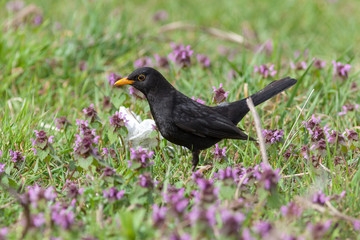 Blackbird (Turdus merula)