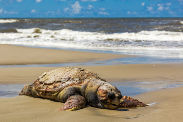 Dead turtle on the banks of the Talhamar trail, located in Pisgah Lagoon, between the cities of Tavares and Mostardas in the state of Rio Grande do Sul, Brazil.