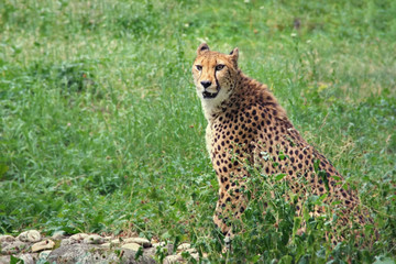 cheetah portrait, beautiful mammal animal, endangered carnivore