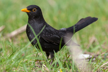 Blackbird (Turdus merula)