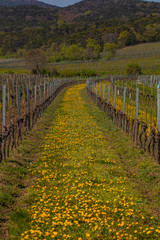 Fototapeta na wymiar vineyards rows covered with flowers