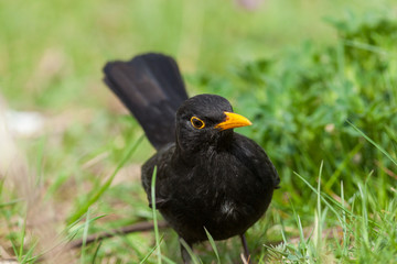 Blackbird (Turdus merula)