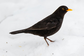Blackbird (Turdus merula)
