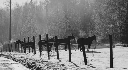 horses on a frosty morning