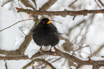 Blackbird (Turdus merula)