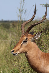 Schwarzfersenantilope / Impala / Aepyceros melampus