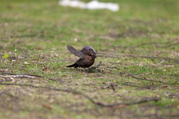 Blackbird (Turdus merula)