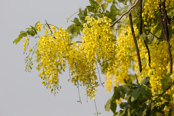 Obraz premium Small Yellow Flower or Cassia fistula flower