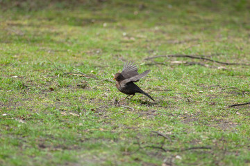 Blackbird (Turdus merula)