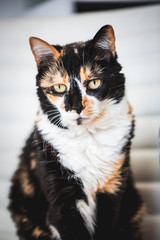 Black and Yellow Calico Cat