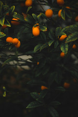 Orange tree