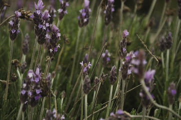 Lavender flower