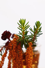 The first shoots of early spring came to life as soon as the snow melted.