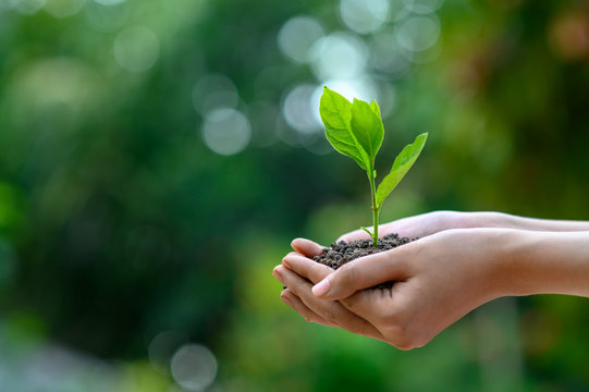 Fototapeta environment Earth Day In the hands of trees growing seedlings. Bokeh green Background Female hand holding tree on nature field grass Forest conservation concept