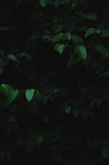 Green minimal plants