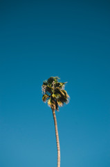 Palm tree