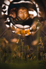 Flower in a cementery