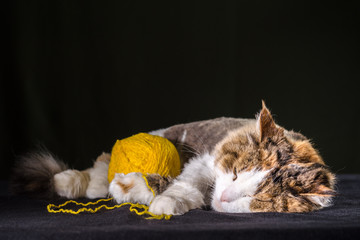 tricolor cat sleeping with ball of yellow yarn