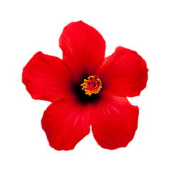 single red hibiscus