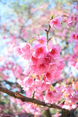 Cerezo rosa