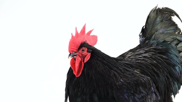 portrait black rooster australorp (Gallus gallus) with dark green plumage singing on white screen