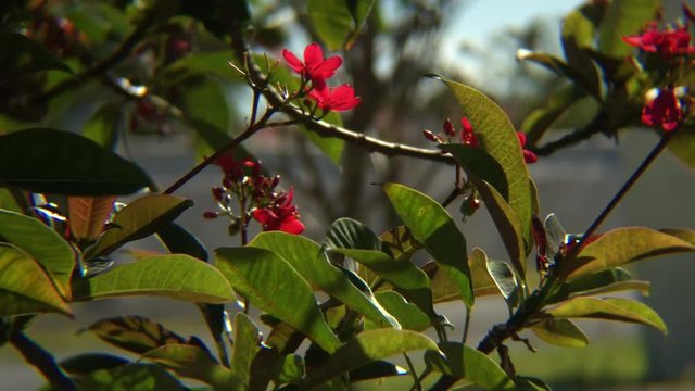 Bee Sunny Day On Flower Tree  Freeport Bahamas
