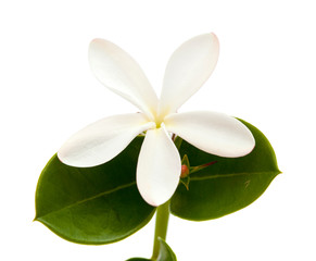 Fototapeta premium flowers of Carissa macrocarpa