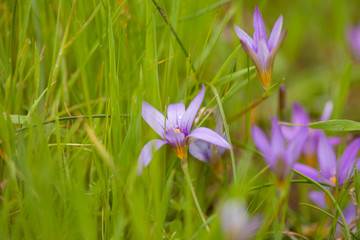 Fototapeta premium Flora of Gran Canaria - Romulea columnae