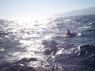 Delfine im Atlantik © Lena