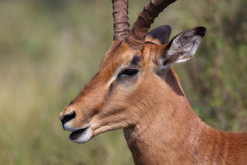 Schwarzfersenantilope / Impala / Aepyceros melampus