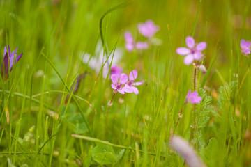 Flora of Gran Canaria - Erodium